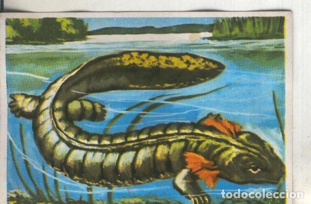 Sammelleidenschaft Sport: Cromos: Historia Natural numero 237 - Varios