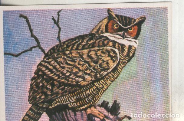 Collezionismo sportivo: Cromos: Historia Natural numero 255 - Varios