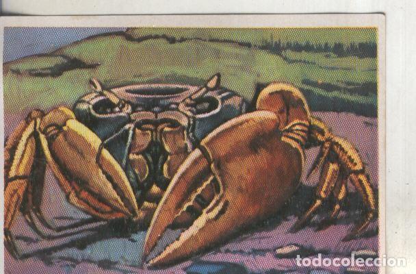 Collezionismo sportivo: Cromos: Historia Natural numero 262 - Varios