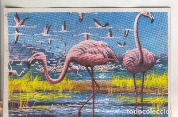 Coleccionismo deportivo: Cromos: Historia Natural numero 275 - Varios