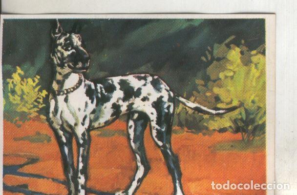 Colecionismo desportivo: Cromos: Historia Natural numero 292 - Varios