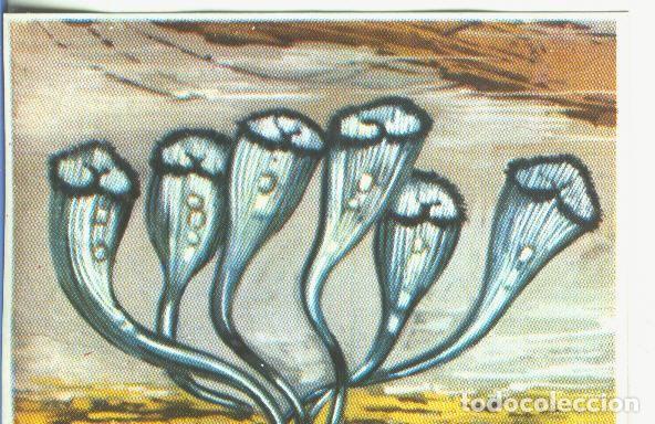 Sammelleidenschaft Sport: Cromos: Historia Natural numero 337 - Varios