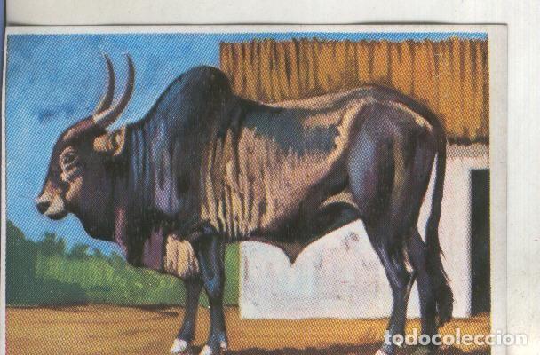 Coleccionismo deportivo: Cromos: Historia Natural numero 318 - Varios