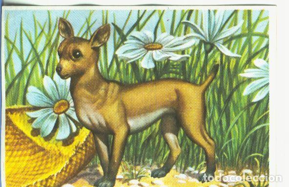 Sports collectibles: Cromos: Historia Natural numero 333 - Varios