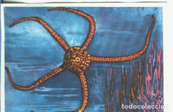 Collectionnisme sportif: Cromos: Historia Natural numero 361 - Varios