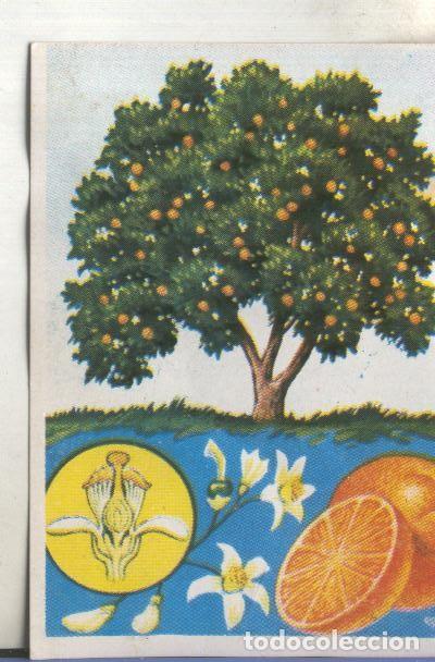 Collectionnisme sportif: Cromos: Historia Natural numero 381 - Varios