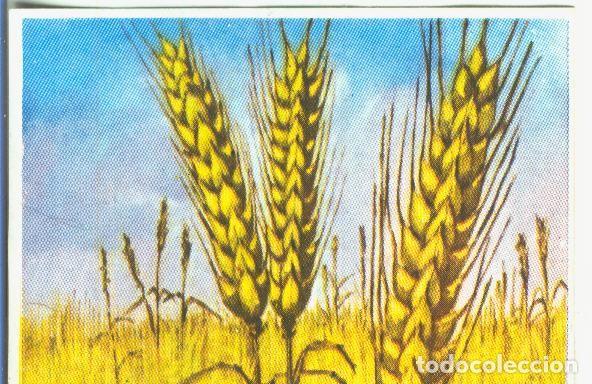 Sports collectibles: Cromos: Historia Natural numero 456 - Varios