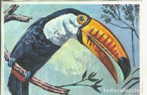 Collezionismo sportivo: Cromos: Historia Natural numero Tucan - Varios