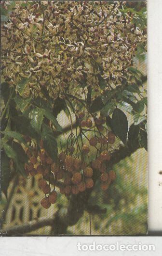 Colecionismo desportivo: Cromos: Arbres de Barcelona numero 39:B: Melia: flor i fruit - Varios