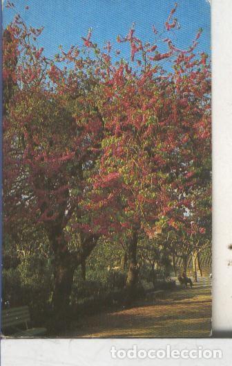 Colecionismo desportivo: Cromos: Arbres de Barcelona numero 34.A: Abre de Judea, arbre de l,amor - Varios