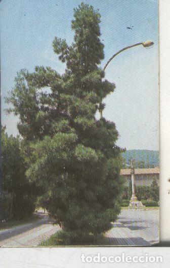 Colecionismo desportivo: Cromos: Arbres de Barcelona numero 07.A: Podocarp - Varios