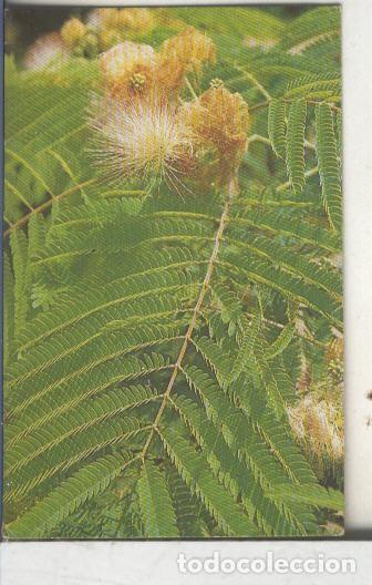 Colecionismo desportivo: Cromos: Arbres de Barcelona numero 26.B: Acacia de constantinoble: flors i fulles - Varios
