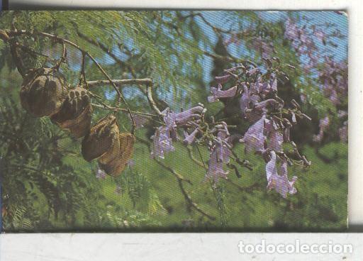 Colecionismo desportivo: Cromos: Arbres de Barcelona numero 55.B: Xicrfanda: flors, fulles i fruit - Varios