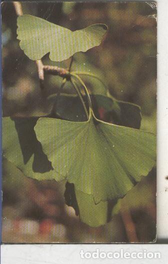 Colecionismo desportivo: Cromos: Arbres de Barcelona numero 01.B: Grinkgo: fulles - Varios