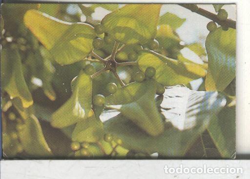 Coleccionismo deportivo: Cromos: Arbres de Barcelona numero 45.B: Firmiana: fruit - Varios