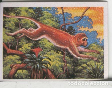Coleccionismo deportivo: Cromos: El Mas y el Menos numero 067: Otros grandes acrobatas: Los monos - Varios
