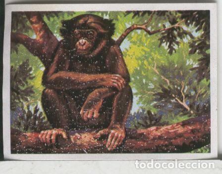 Sammelleidenschaft Sport: Cromos: El Mas y el Menos numero 049: El chimpance mas peque&ntilde;o - Varios