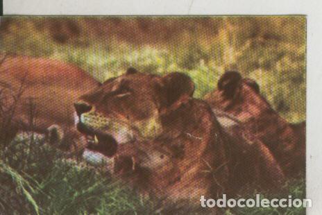Collectionnisme sportif: Cromos: La Naturaleza y sus maravillas numero 158 - Varios