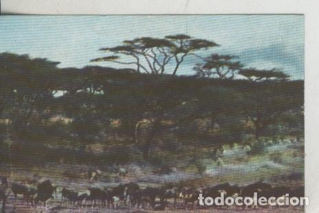 Sammelleidenschaft Sport: Cromos: La Naturaleza y sus maravillas numero 167 - Varios