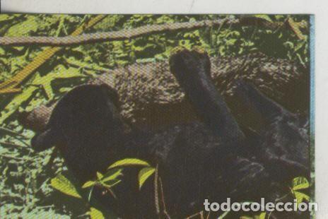 Collezionismo sportivo: Cromos: La Naturaleza y sus maravillas numero 088 - Varios