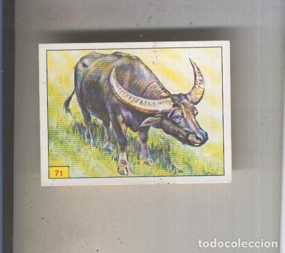 Coleccionismo deportivo: Cromo Mamiferos de Panini numero 071 - Varios