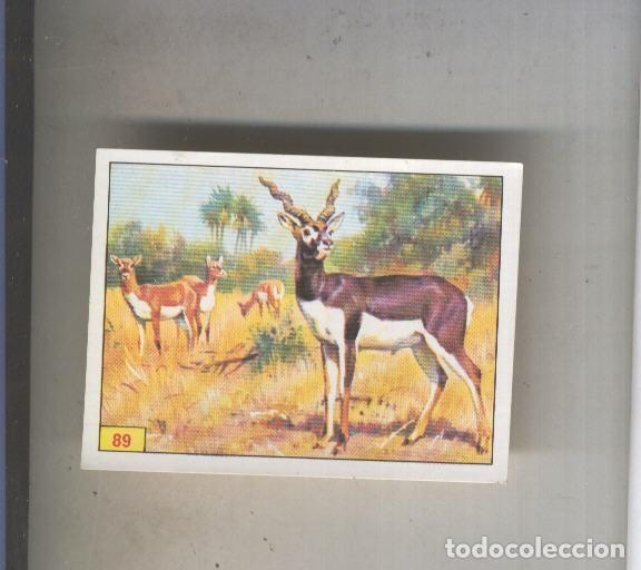 Collectionnisme sportif: Cromo Mamiferos de Panini numero 089 - Varios