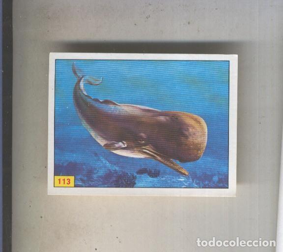 Coleccionismo deportivo: Cromo Mamiferos de Panini numero 113 - Varios