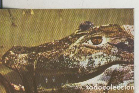 Sammelleidenschaft Sport: Cromos: La Naturaleza y sus maravillas numero 028 - Varios