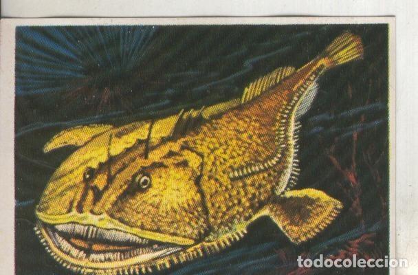 Collectionnisme sportif: Cromos: Historia Natural numero 195 - Varios