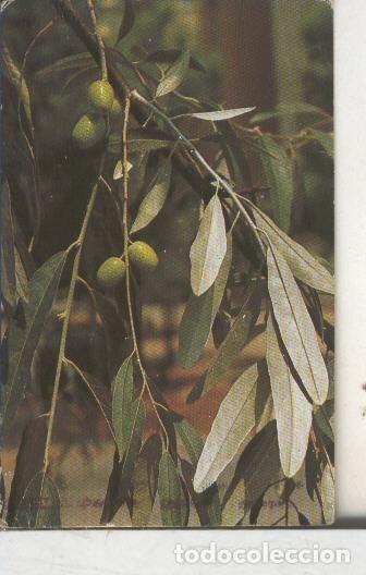 Collezionismo sportivo: Cromos: Arbres de Barcelona numero 47.B: Arbre del paradis: fulles i fruit - Varios