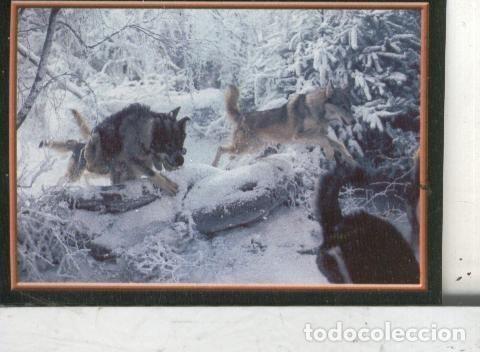 Sports collectibles: Cromos: Narnia numero 075 - Varios