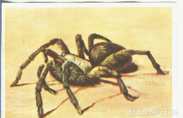 Collezionismo sportivo: Cromos: Historia Natural numero 135 - Varios