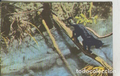 Coleccionismo deportivo: Cromos: La Naturaleza y sus maravillas numero 020 - Varios