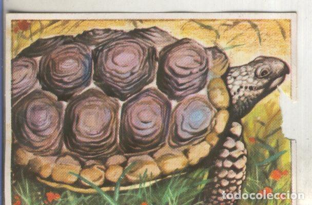 Coleccionismo deportivo: Cromos: Historia Natural numero 119 - Varios