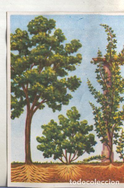 Collectionnisme sportif: Cromos: Historia Natural numero 382 - Varios