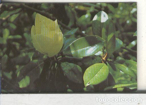 Coleccionismo deportivo: Cromos: Arbres de Barcelona numero 22.B: Magnolia: flor i fulles - Varios