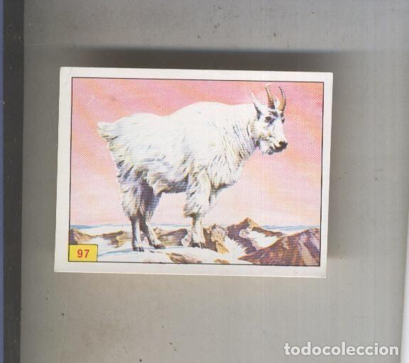 Colecionismo desportivo: Cromo Mamiferos de Panini numero 097 - Varios