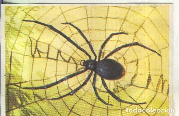 Coleccionismo deportivo: Cromos: Historia Natural numero 136 - Varios