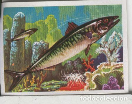 Colecionismo desportivo: Cromos: El Mas y el Menos numero 038: Peces lentos - Varios
