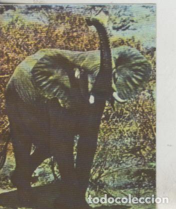 Colecionismo desportivo: Cromos: La Naturaleza y sus maravillas numero 187 - Varios