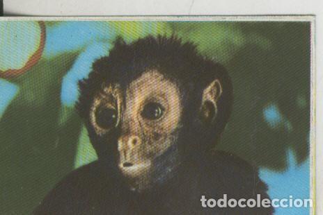 Colecionismo desportivo: Cromos: La Naturaleza y sus maravillas numero 089 - Varios