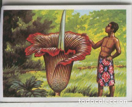 Colecionismo desportivo: Cromos: El Mas y el Menos numero 009: Las flores de mas altura - Varios