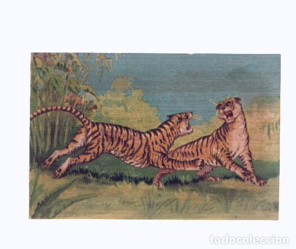 Collectionnisme sportif: Cromos: de la Selva Misteriosa a los abismos del mar: numero 083: Poderosos rivales