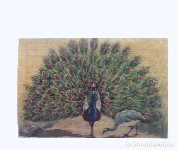 Coleccionismo deportivo: Cromos: de la Selva Misteriosa a los abismos del mar: numero 107: El ave de manto esplendoroso