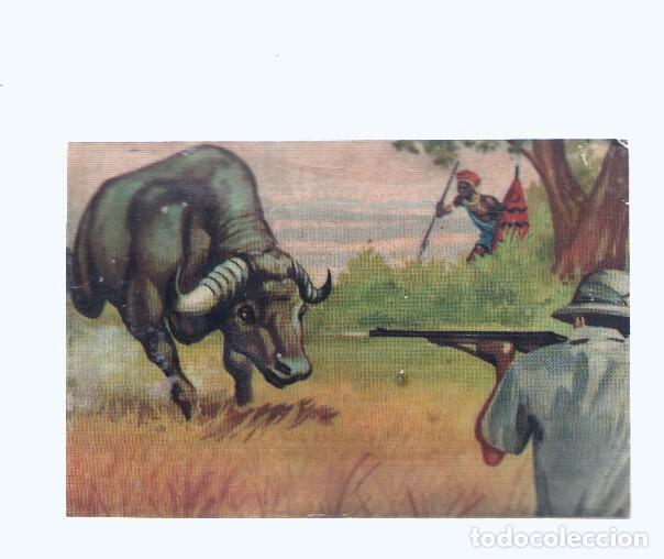 Coleccionismo deportivo: Cromos: de la Selva Misteriosa a los abismos del mar: numero 159: En el mundo de las praderas