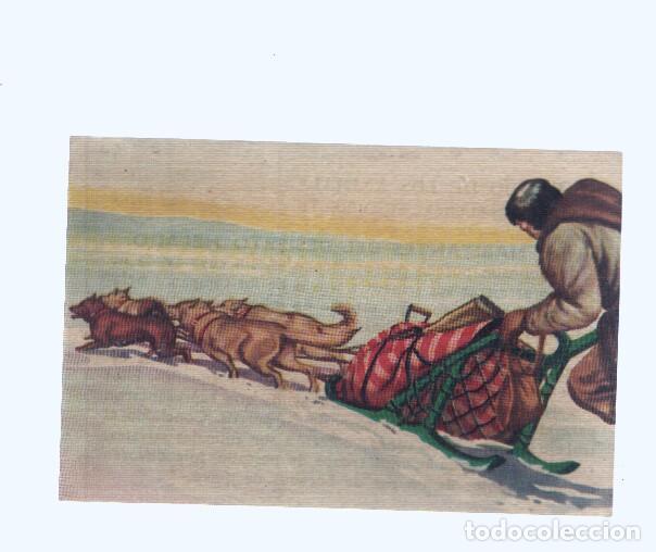 Coleccionismo deportivo: Cromos: de la Selva Misteriosa a los abismos del mar: numero 198: Habitantes del desierto helado