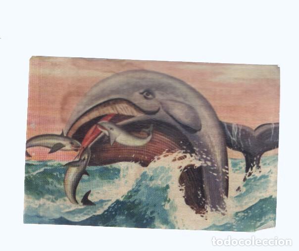 Coleccionismo deportivo: Cromos: de la Selva Misteriosa a los abismos del mar: numero 207: gigantes del mundo animal