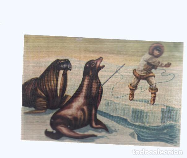 Coleccionismo deportivo: Cromos: de la Selva Misteriosa a los abismos del mar: numero 203: El ultimo instante