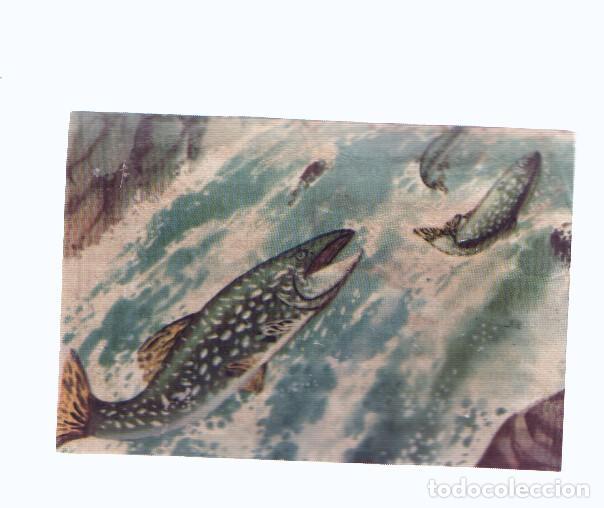 Coleccionismo deportivo: Cromos: de la Selva Misteriosa a los abismos del mar: numero 202: Peces emigrantes