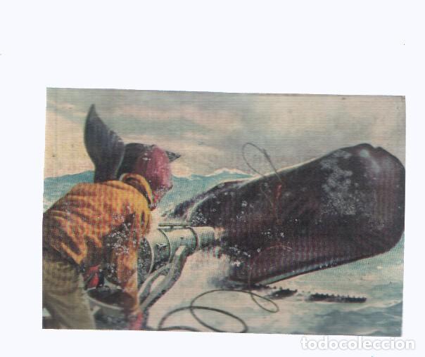 Coleccionismo deportivo: Cromos: de la Selva Misteriosa a los abismos del mar: numero 209: Caceria en el oceano